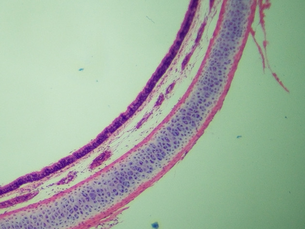 Pseudostratified Epithelium Slides - Pseudostratified Epithelium 04 40X